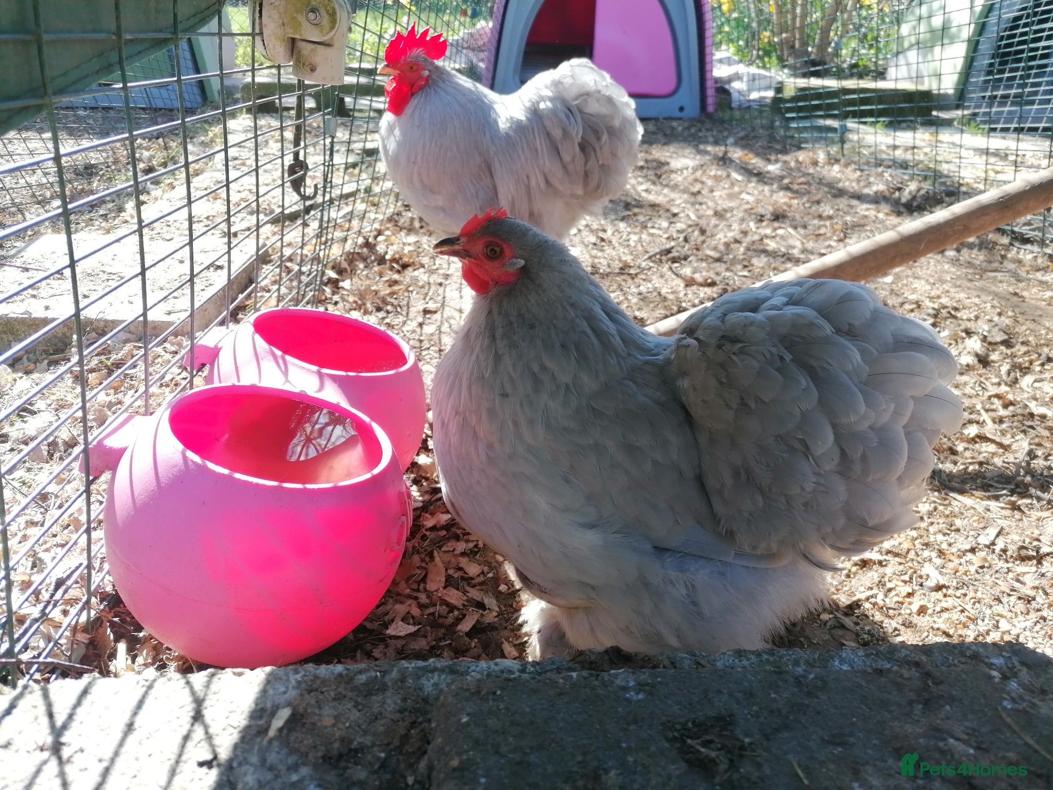 Chickens poultry Pair of Silver Porcelain Pekins - Advert 1