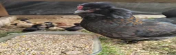 Chickens poultry for sale: Beautiful Hen and 9 baby chicks in Harwich - Advert 3