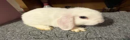 Mixed Breed rabbits for sale: Mini lop/lion lop bunnies - Advert 9