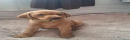 Labrador Retriever dogs for sale: Fox Red Labrador puppies  - Advert 4