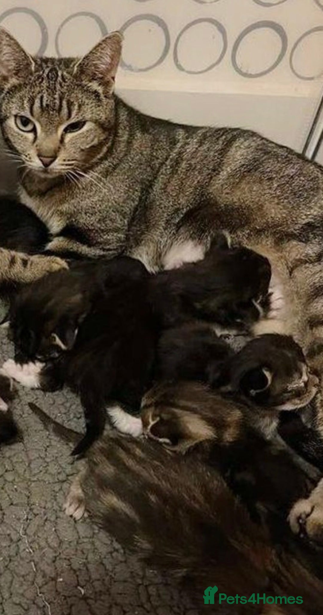 Mixed Breed cats for sale: Cute fluffy kitten ready for new home - Advert 2