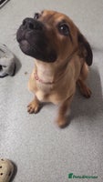 Mixed Breed dogs Beautiful Ridgeback Staffy x Rottweiler Puppies - Advert 6