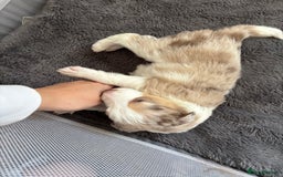 Border Collie dogs for sale: Only one girl left. - Image 16