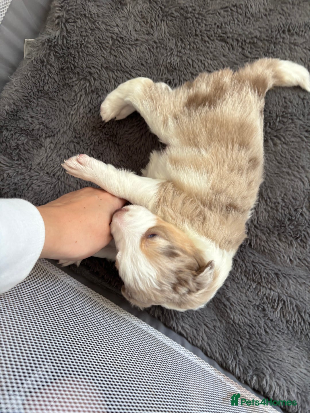 Border Collie dogs for sale: Only one girl left. - Image 16