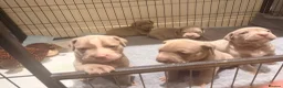 Mixed Breed dogs for sale: Beautiful Bullmaraner Puppies x 5  - Advert 10