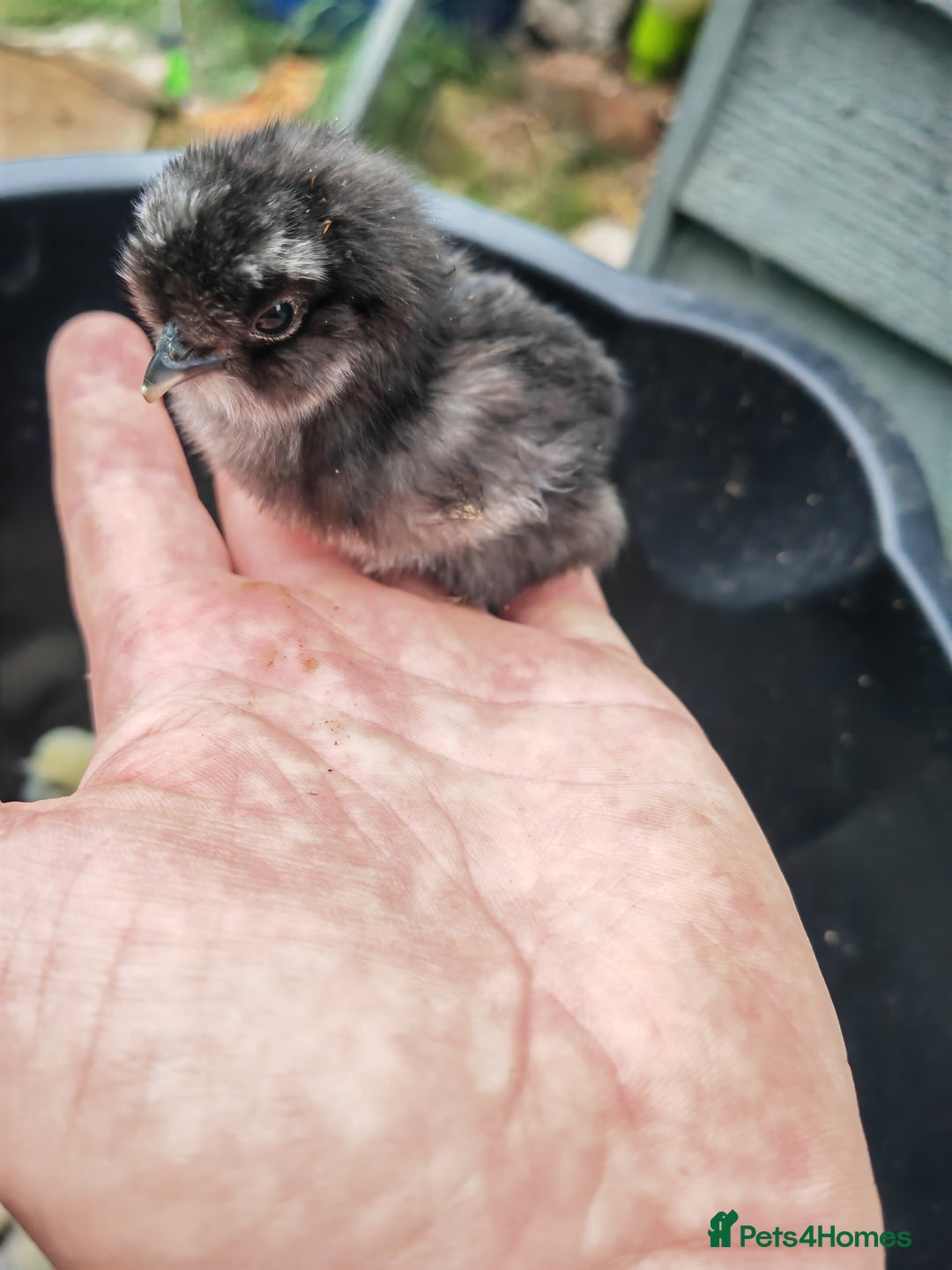 Chickens poultry for sale: USA silkie, jumbo coturnix, celadon quails - Image 29