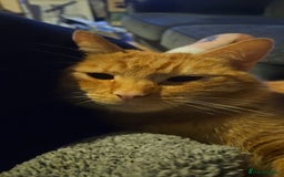 Ragdoll cats for sale: Ragdoll x tabby cat - Image 3