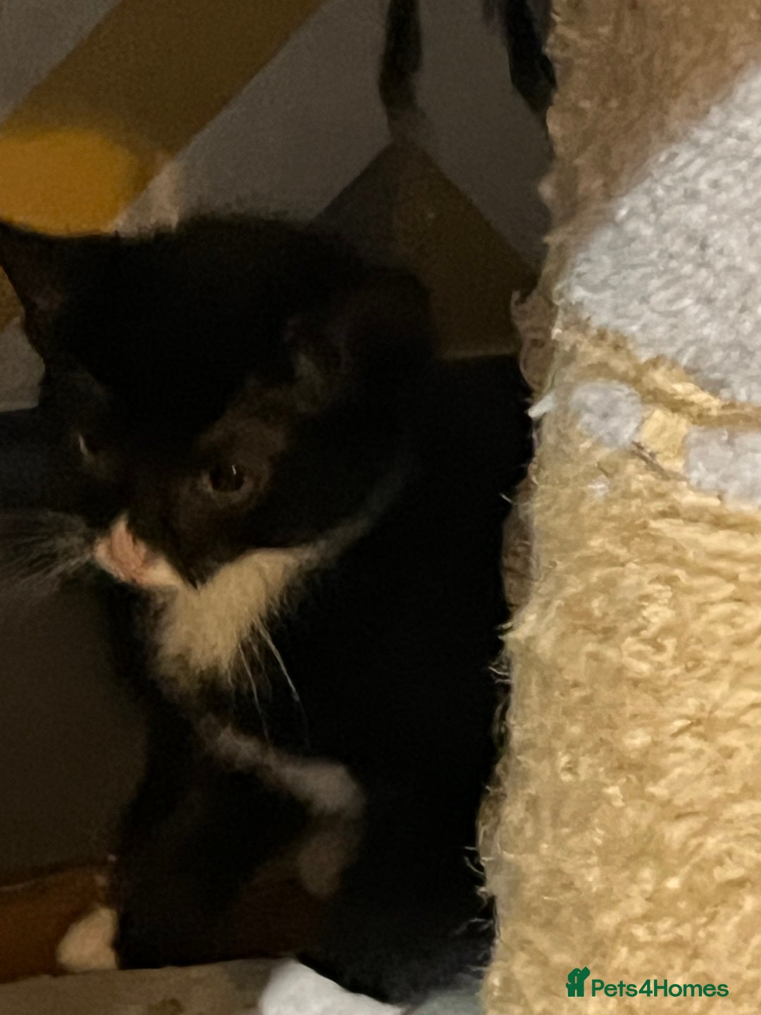 Mixed Breed cats for sale: Mixed breed kittens  - Advert 2