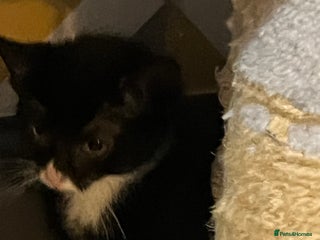 Mixed Breed cats Mixed breed kittens - Advert 4