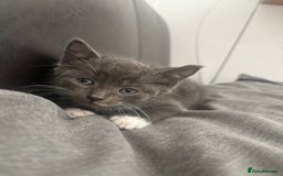 Mixed Breed cats for sale: Adorable 5 Kittens Looking for Forever Homes 🐾 - Image 2