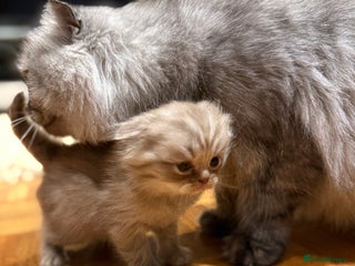 Scottish Fold cats Stunning Rainbow litter ready for ** - Advert 5