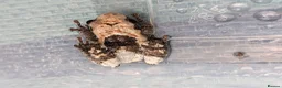 Frog reptiles for sale: Bird Poop Mossy Frogs 1.1.1 - Advert 4