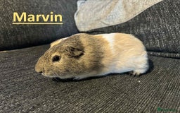 Guinea Pig rodents for sale: Male Guinea Pigs - Image 3