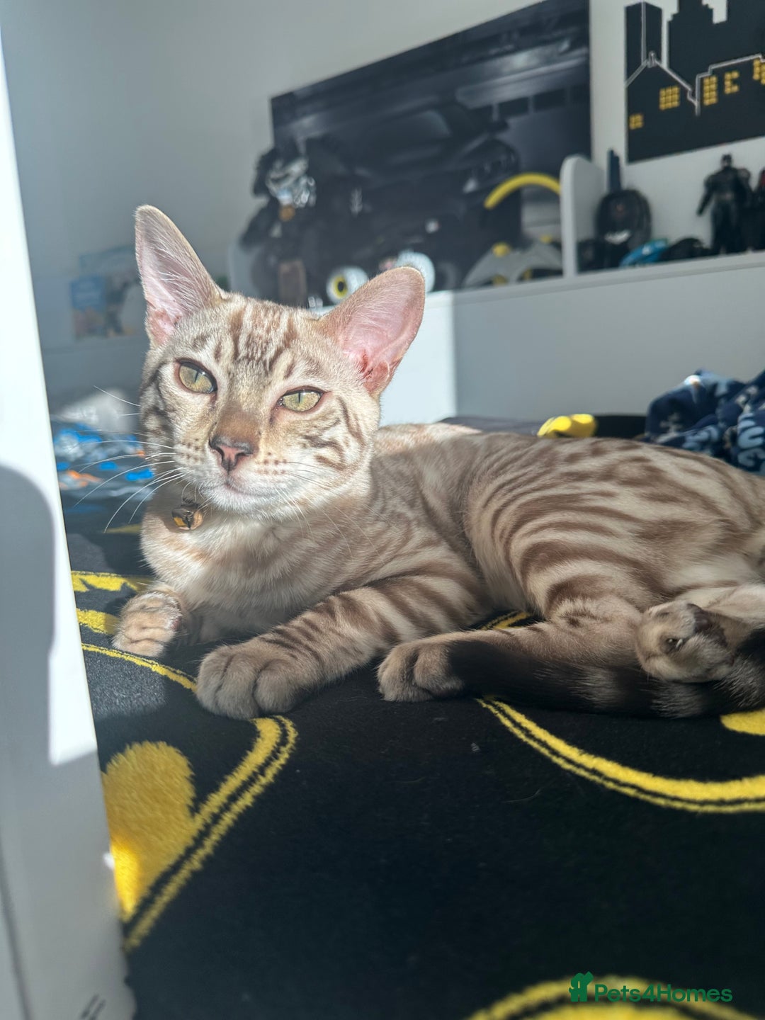 Bengal cats for sale: Bengal kitten  - Advert 1