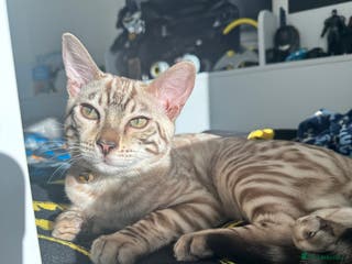 Bengal cats Bengal kitten - Advert 1