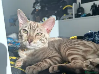 Bengal cats Bengal kitten - Advert 3