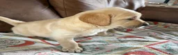 Labrador Retriever dogs for sale: Labrador X Golden retriever  - Advert 12