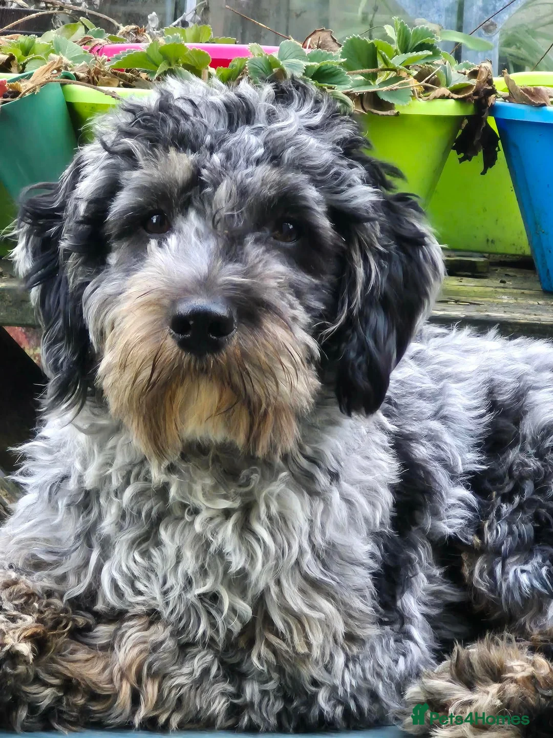Cockapoo dogs for sale: Cockapoo puppies  - Advert 18