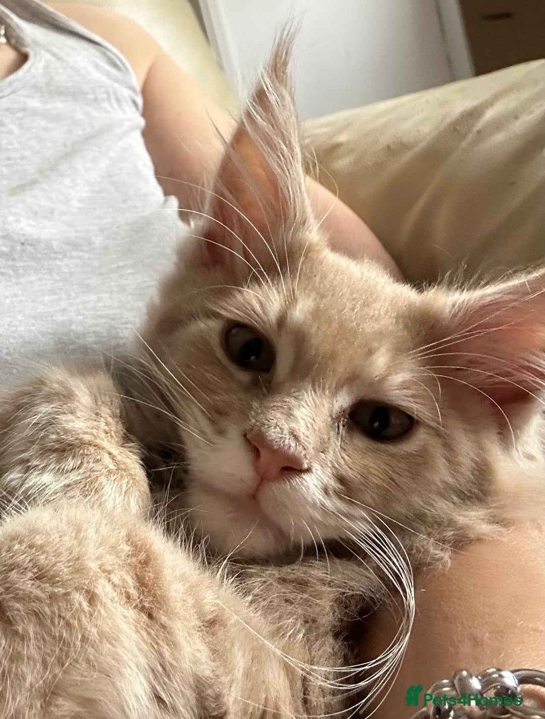 Maine Coon cats for sale: Purebred Maine Coons looking for a loving home 😻 - Image 21