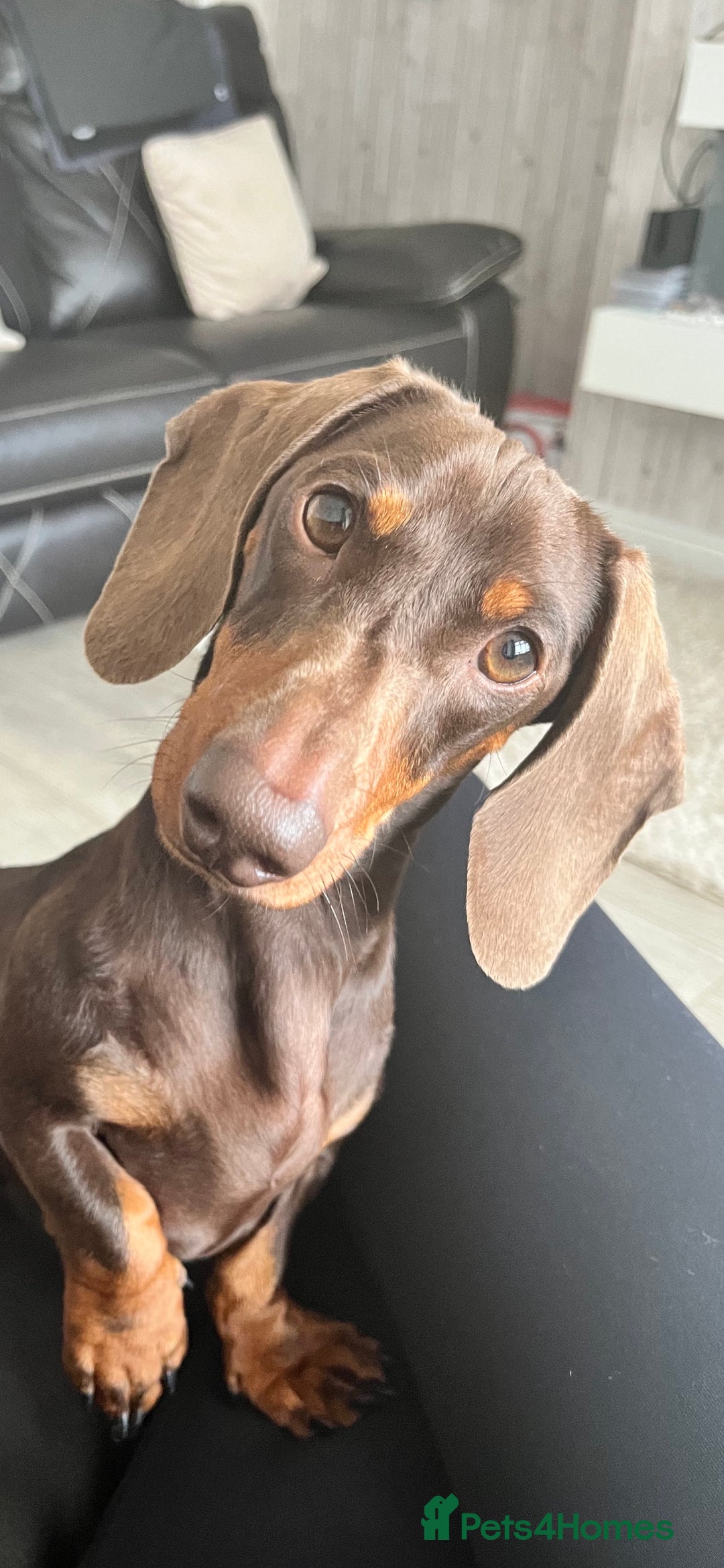 Dachshund dogs for stud: FOR STUD PROVEN kc reg Choc & tan mini dachshund in Sunderland - Advert 9