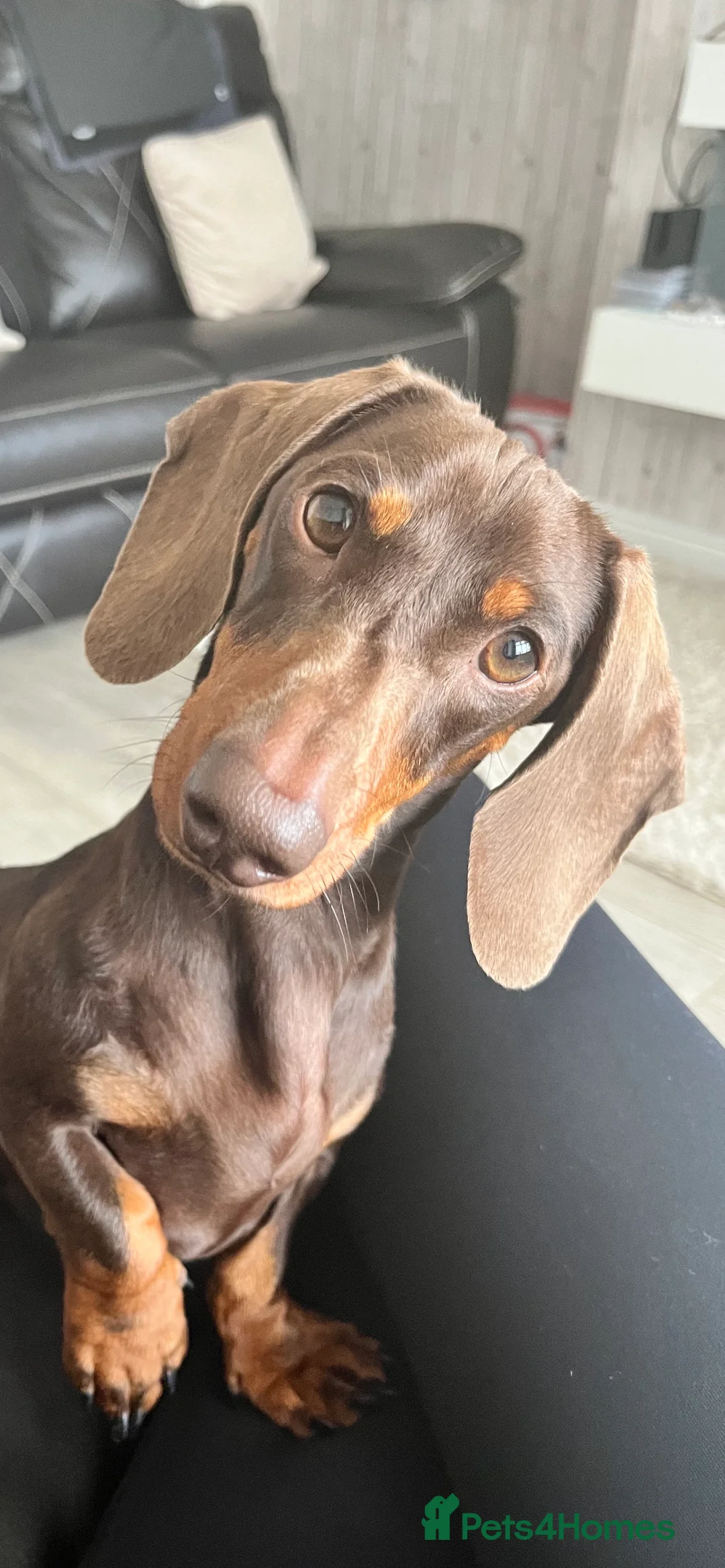 Dachshund dogs for stud: FOR STUD PROVEN kc reg Choc & tan mini dachshund in Sunderland - Advert 9