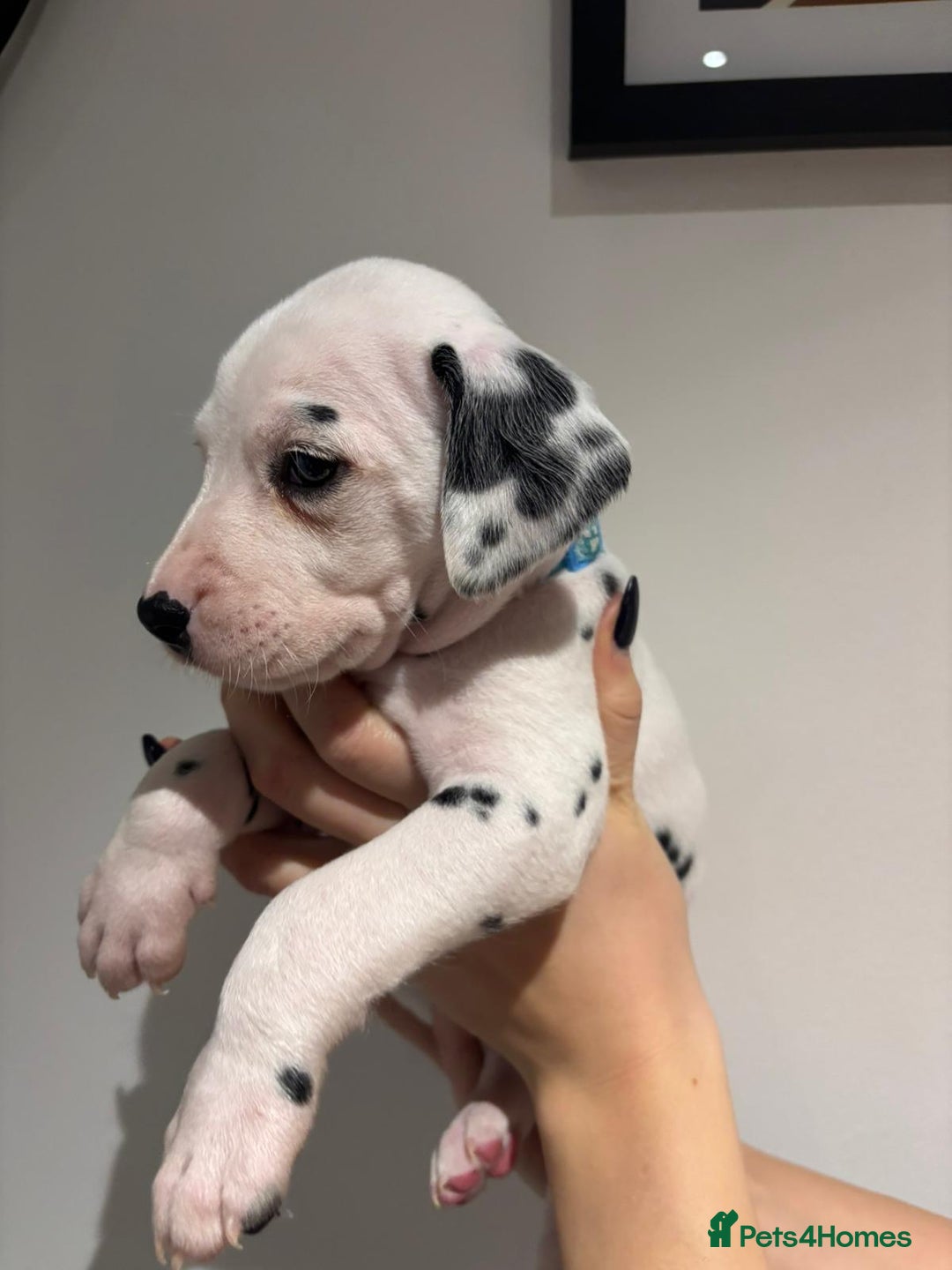 Dalmatian dogs for sale: Dalmatians for Sale (Last 2 Boys Left) - Advert 26