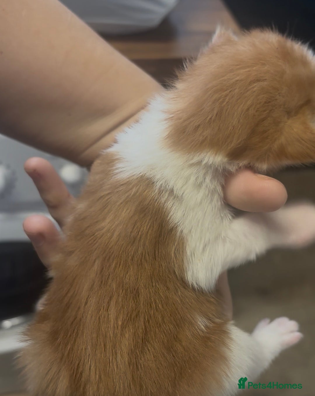 Mixed Breed cats for sale: Beautiful Kittens For Sale  - Advert 10