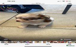 Chihuahua dogs for sale: Chihuahua Merle Puppies  - Image 5