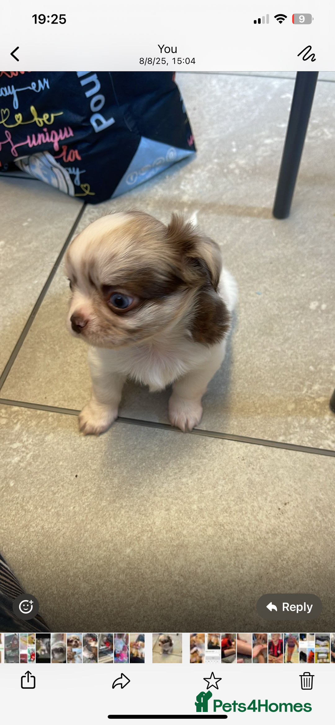 Chihuahua dogs for sale: Chihuahua Merle Puppies  - Image 5