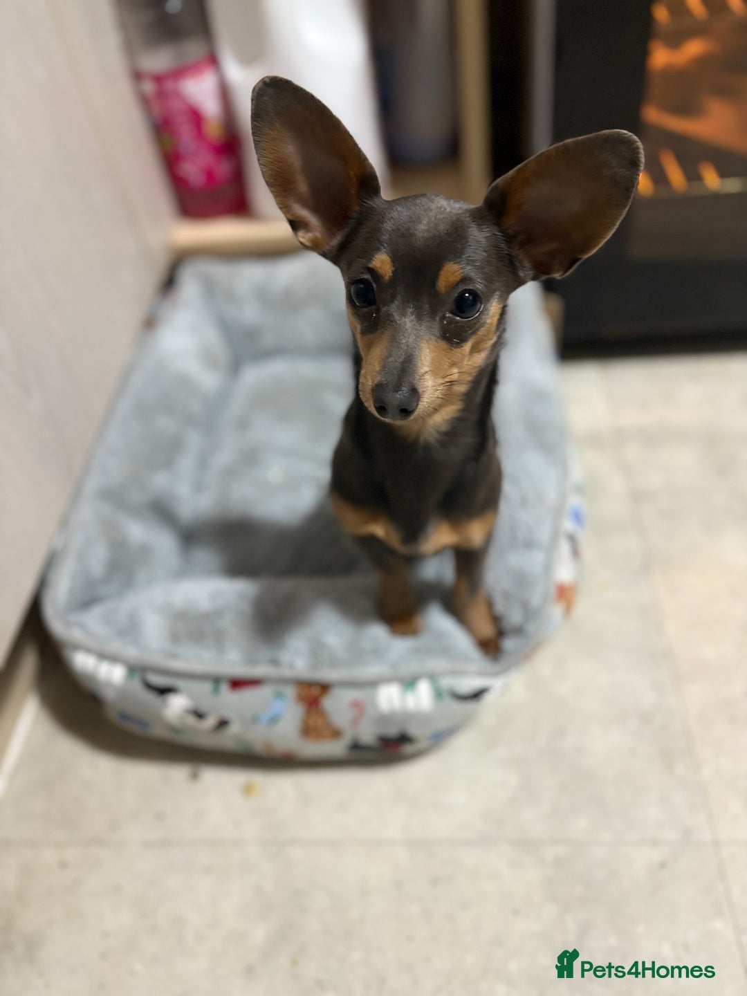 Chiweenie dogs for sale: STUMPY  - Advert 3