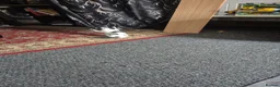 Mixed Breed cats for sale: Beautiful kittens - Advert 7
