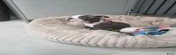 Boston Terrier dogs for sale: Health-Tested KC Registered Boston Terrier Puppies - Advert 3