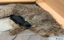 Toy Poodle dogs for sale: Meet Fig  - Image 4