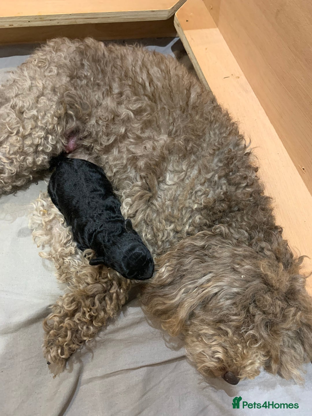 Toy Poodle dogs for sale: Meet Fig  - Image 4