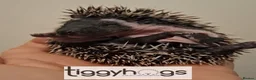 Pygmy Hedgehog rodents for sale: 4 Handsome Male African Pygmy Hedgehogs available  - Advert 11