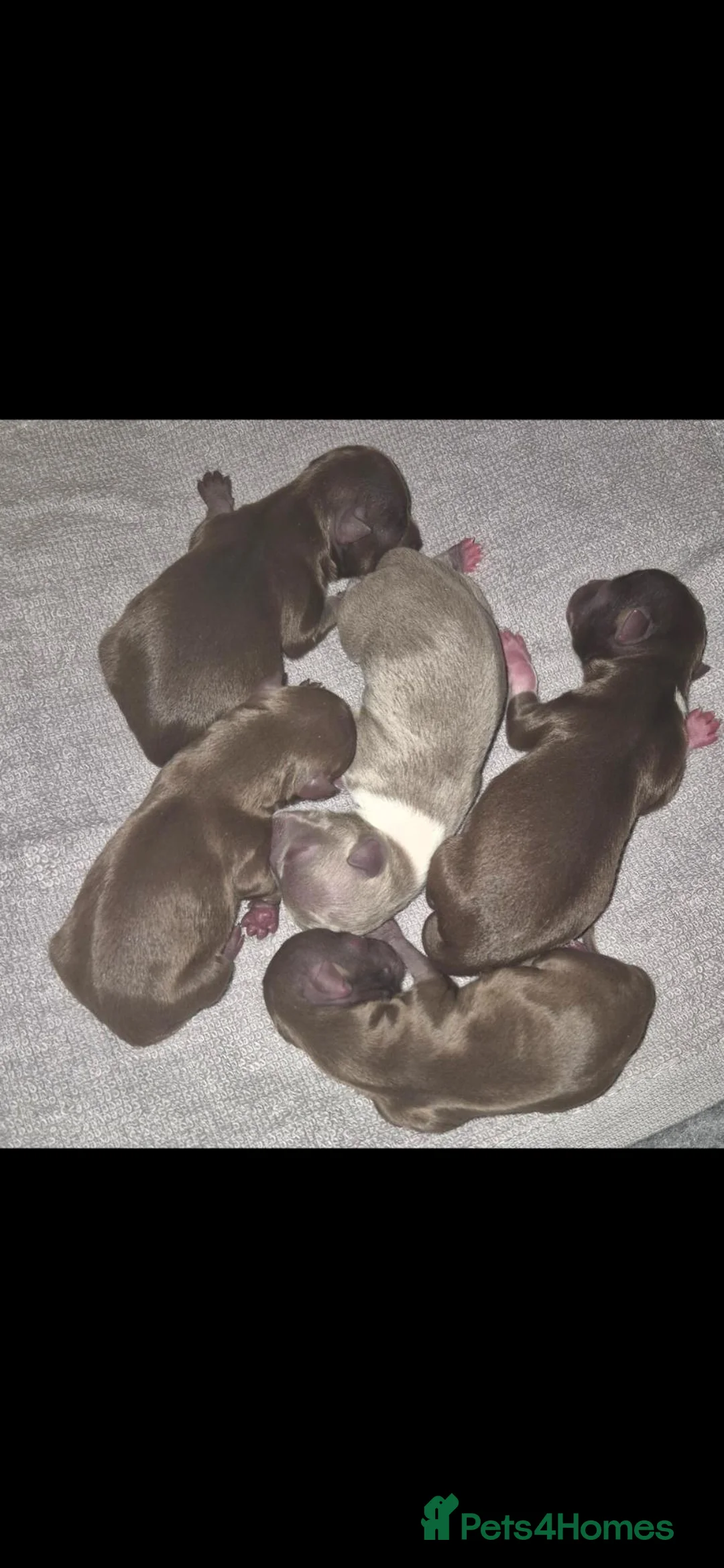 Chihuahua dogs for sale: 3x chocolate boys ready for a new home now now - Advert 5