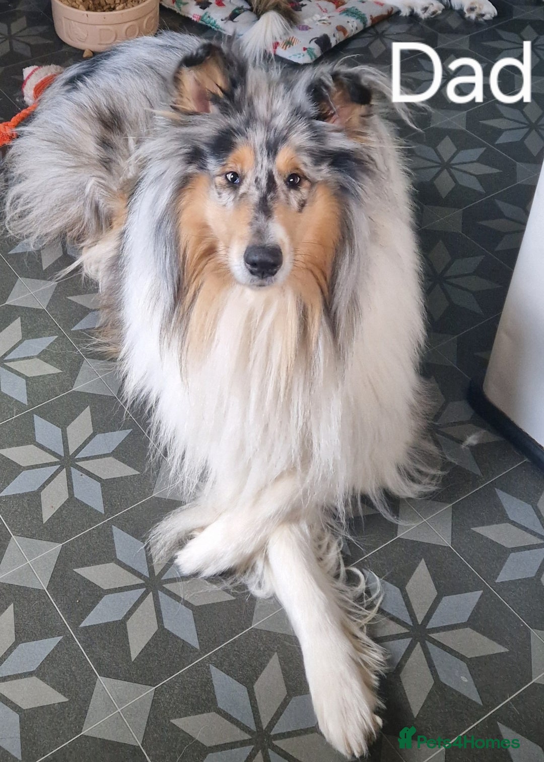 Mixed Breed dogs for sale: Beautiful three quarter Rough collie puppies  - Image 8
