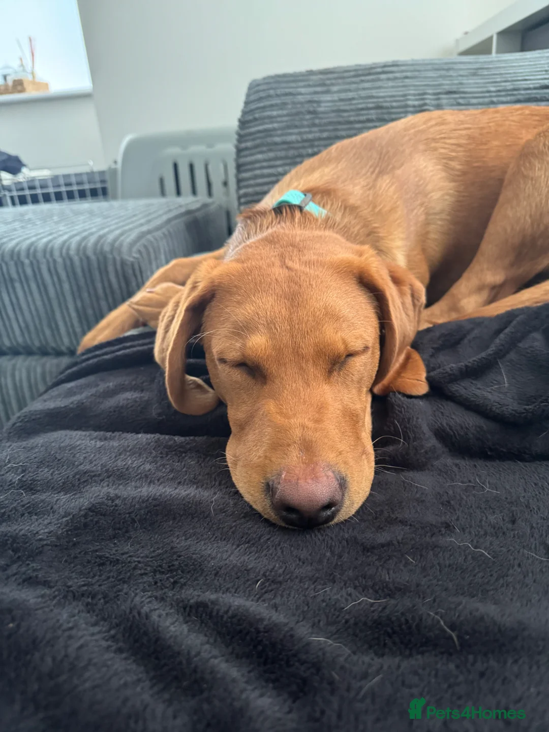 Labrador Retriever dogs for sale: Lovely fox red Labrador looking for a new home  in Worksop - Advert 3