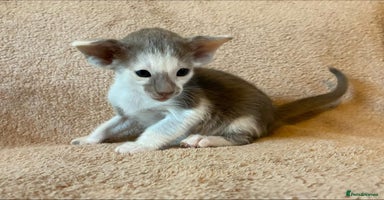 Oriental cats - Advert 7