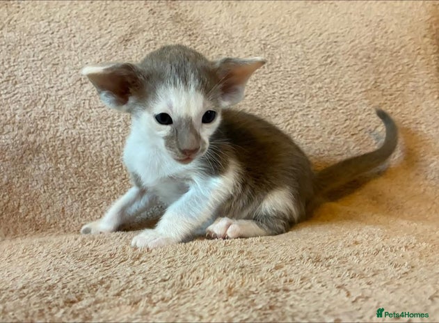 Oriental cats - Advert 1