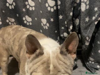 French Bulldog dogs 💎 Simba – Merle French Bulldog Stud 🐾 - Advert 15