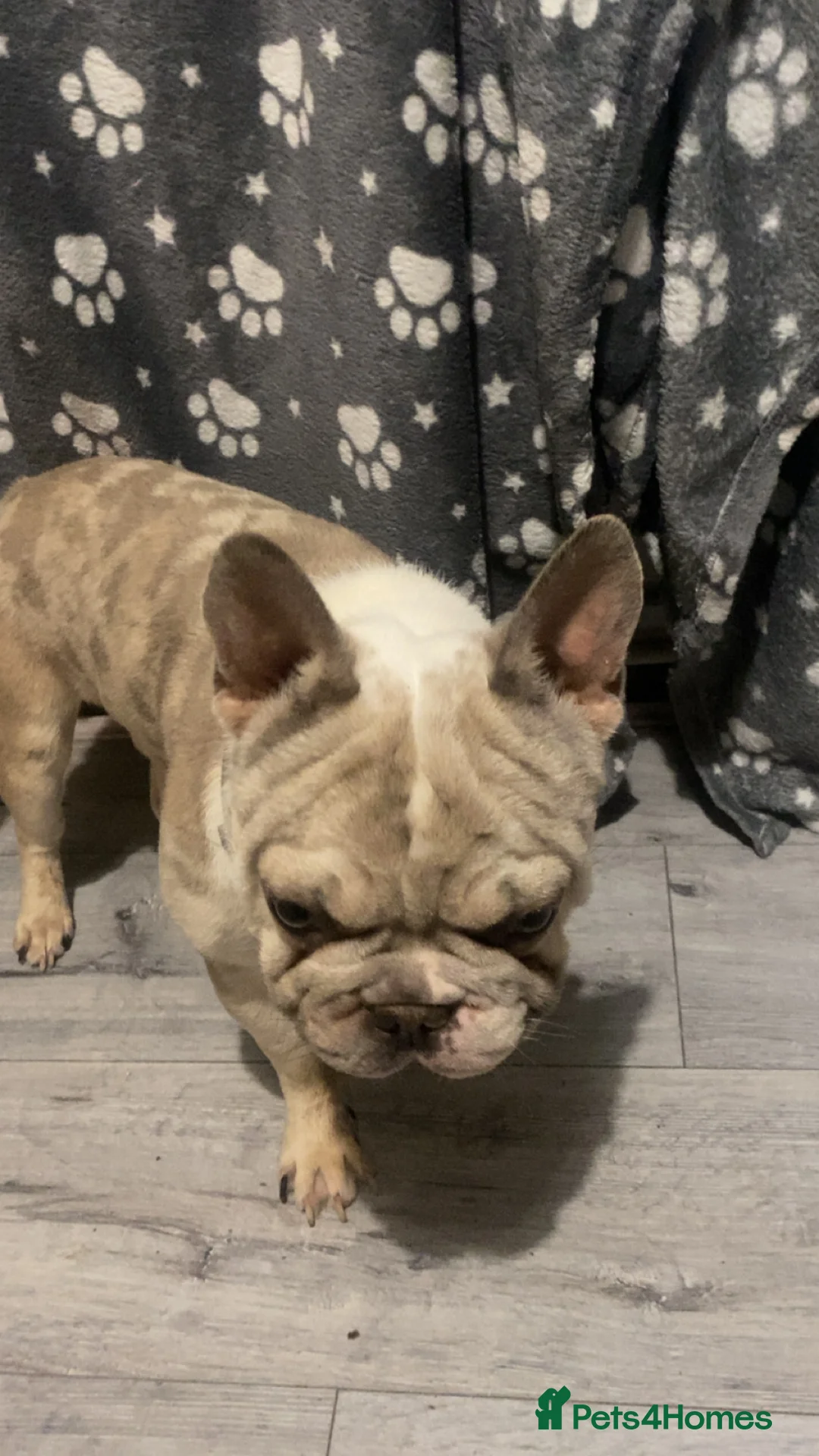 French Bulldog dogs for stud: 💎 Simba DWKC – Merle French Bulldog Stud 🐾 - Advert 2