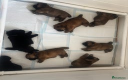 Chow Chow dogs for sale: 🐾Adorable Pedigree Chow Chow Puppies paw - Image 5