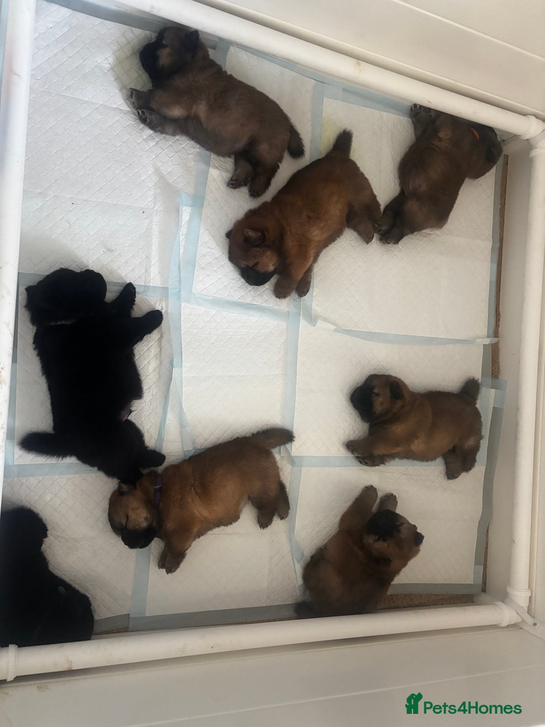 Chow Chow dogs for sale: 🐾Adorable Pedigree Chow Chow Puppies paw - Image 5