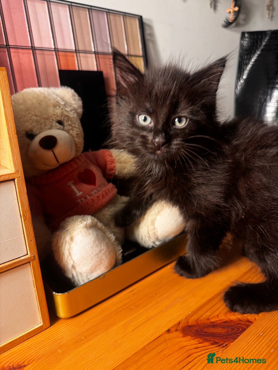 Mixed Breed cats for sale: Four gorgeous mixed breed kittens  - Advert 5