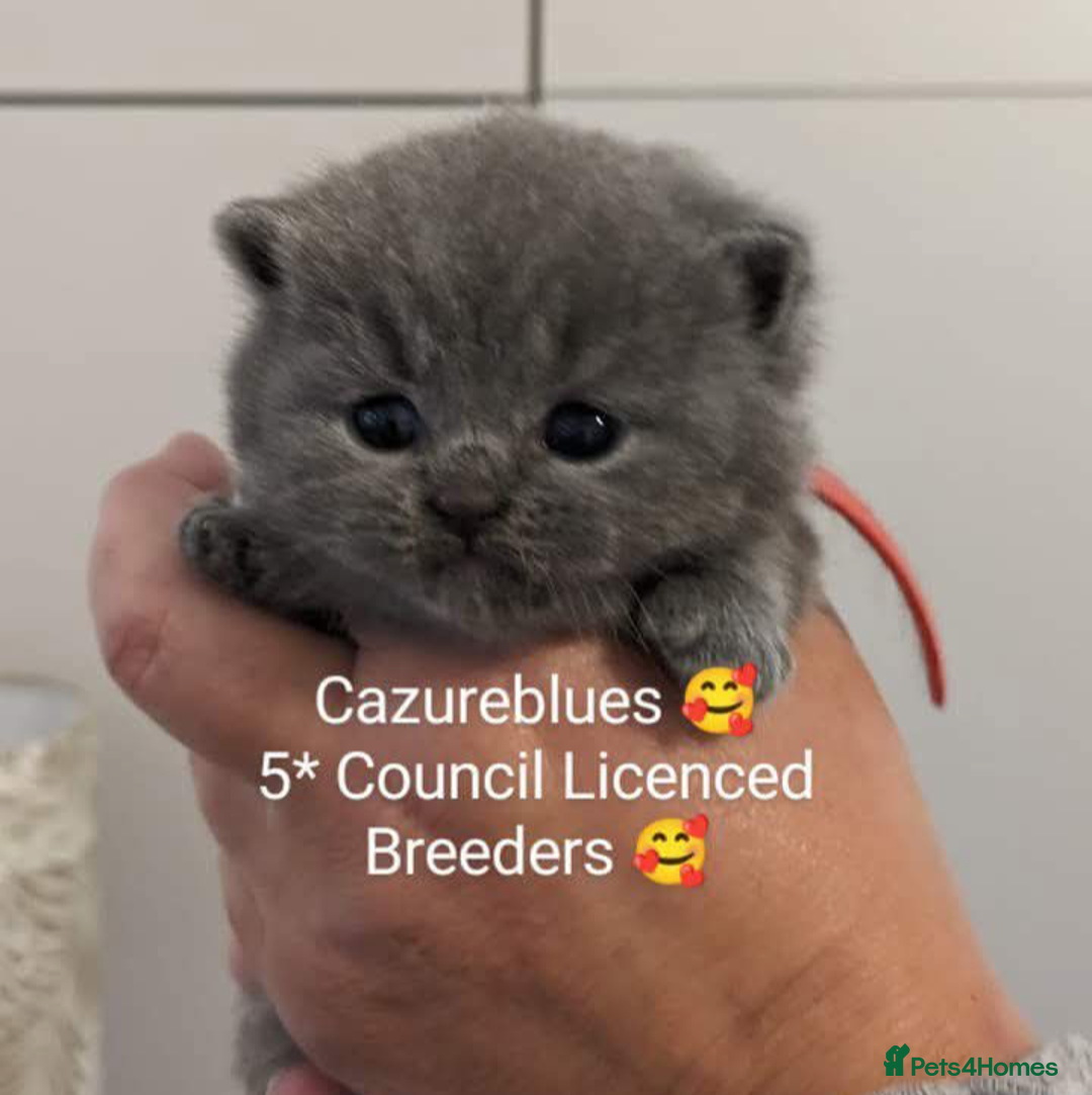 British Shorthair cats for stud: British Shorthair Cream/White 💙 Lilac/Blue Spot in Manchester - Advert 5