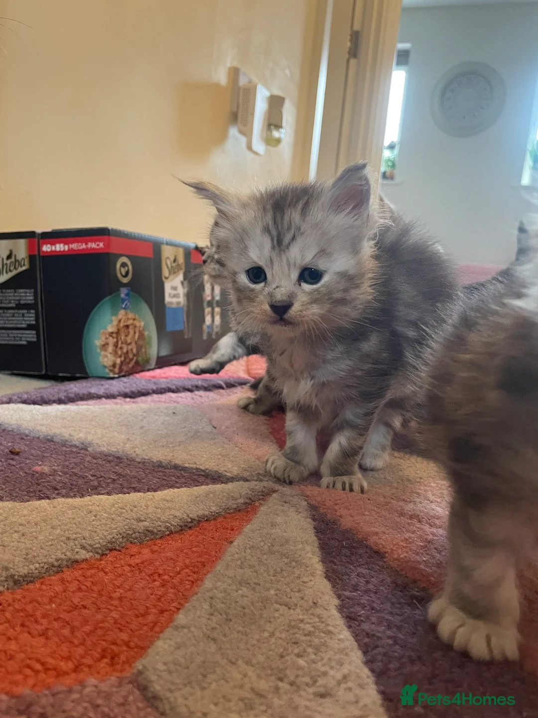 Maine Coon cats for sale: Beautiful Silver tabby Maine coon girls - Advert 25