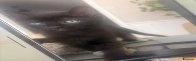 Mixed Breed Kitten 3