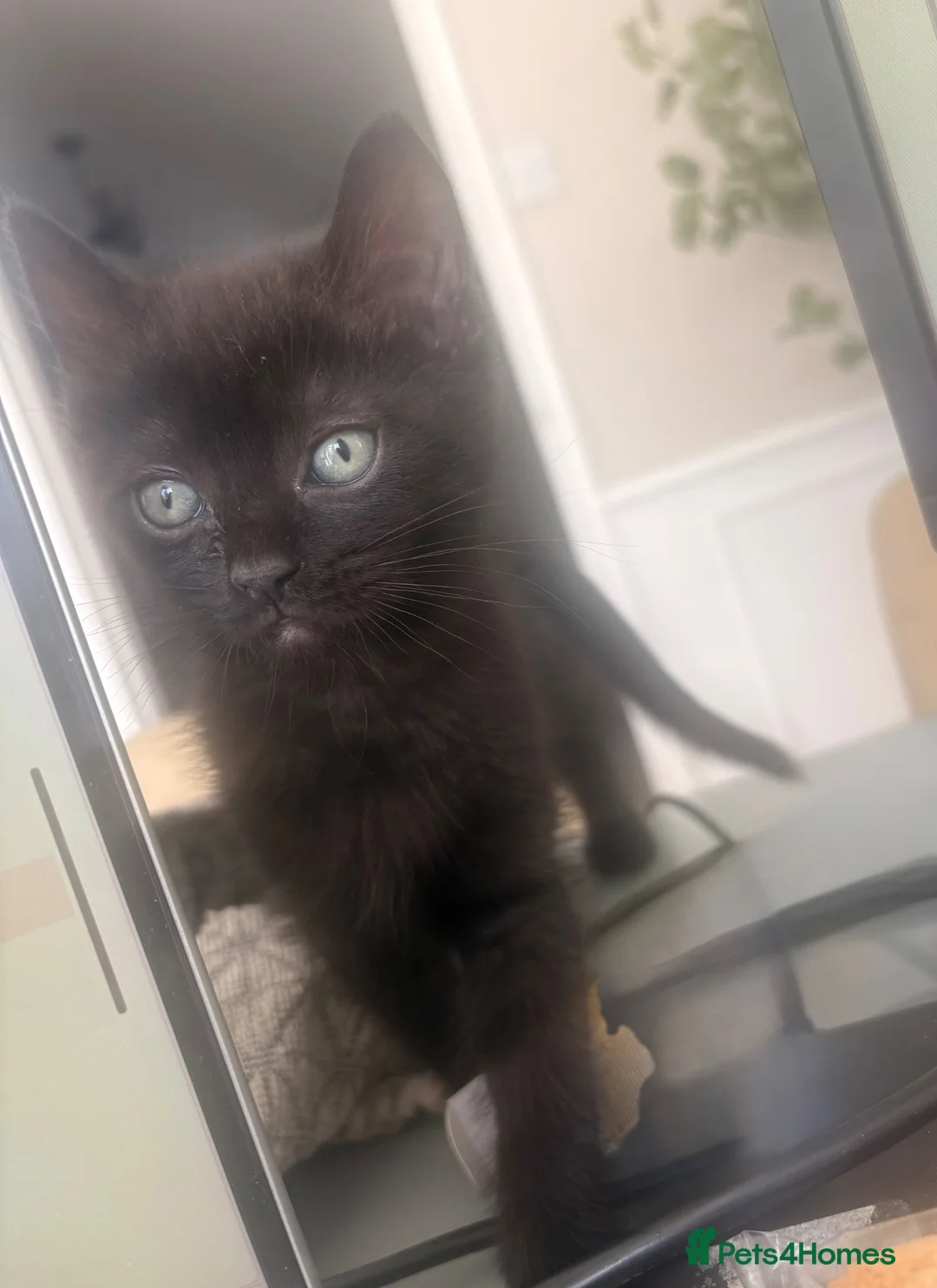 Mixed Breed cats for sale: 4 beautiful baby kittens - Advert 2