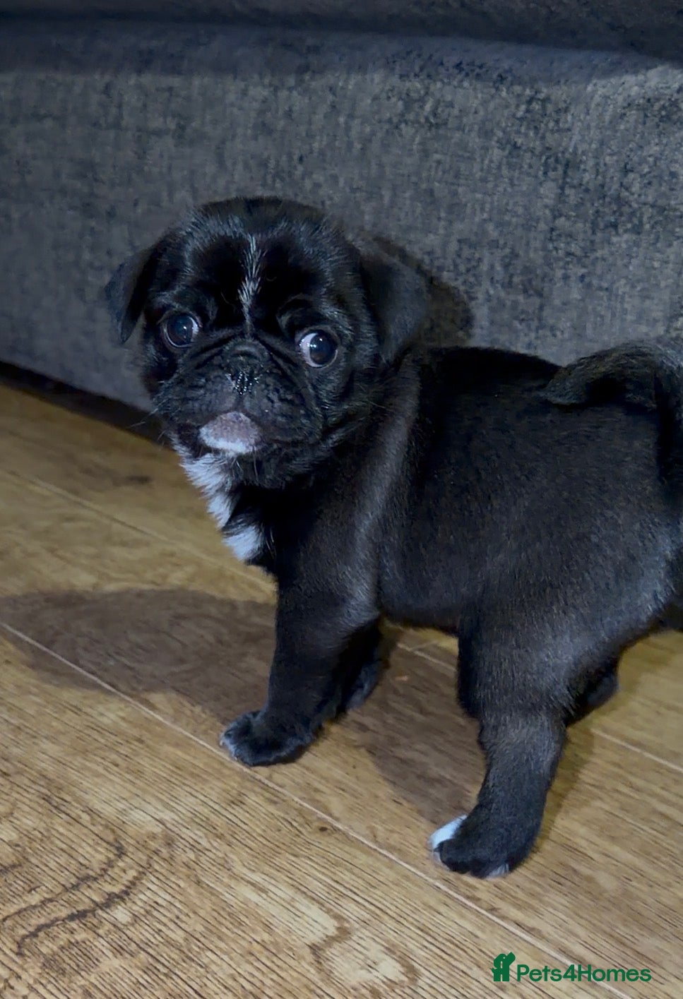 Pug dogs for sale: 🐾 PEGGY × ALASKA — A TRULY UNIQUE PUG LITTER 🐾  - Advert 2